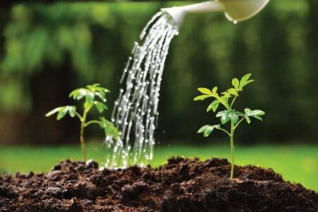 5 Garden Myths Image